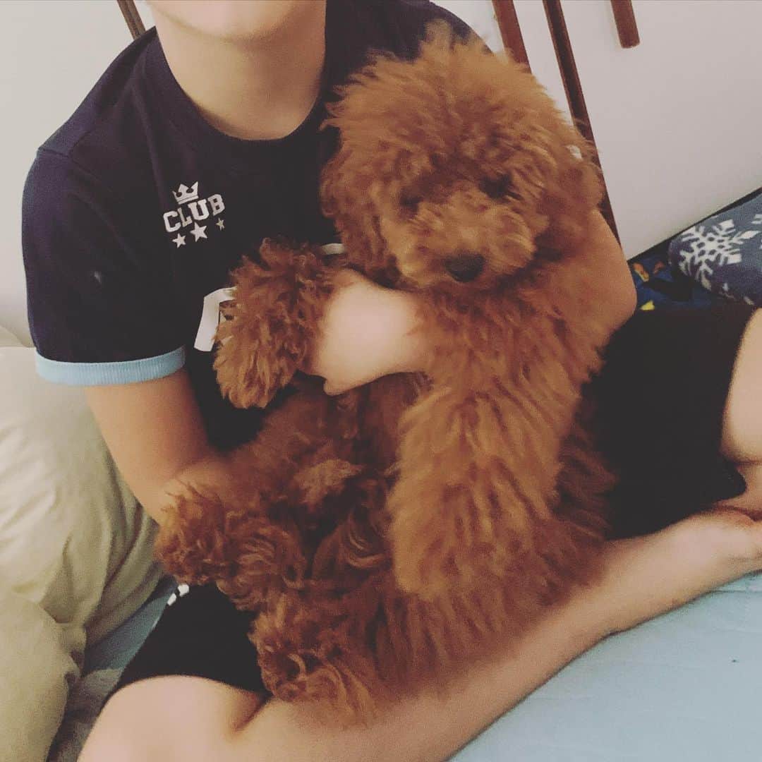 のインスタグラム：「5か月でうちにきて、 6か月に🐶800g. 増えて更にbig boy♡ 「シンバは俺の癒し」 「俺の人生の光」 「初めて見たとき イナズマに打たれた」  息子もすっかり お兄さん👦  犬アレルギー 大丈夫です👌  #myboys ♡♡ #シンバラブ #トイプー  狭い家なのに 私が移動すると 必ずついてくる.. この前帰宅したら 飛び跳ねて嬉ション😂  そんなにも 好き好き♡攻撃を ありがとう。  最近の私の口癖は #ありがとうねありがと🙏 and #わかったわかったから🙌」