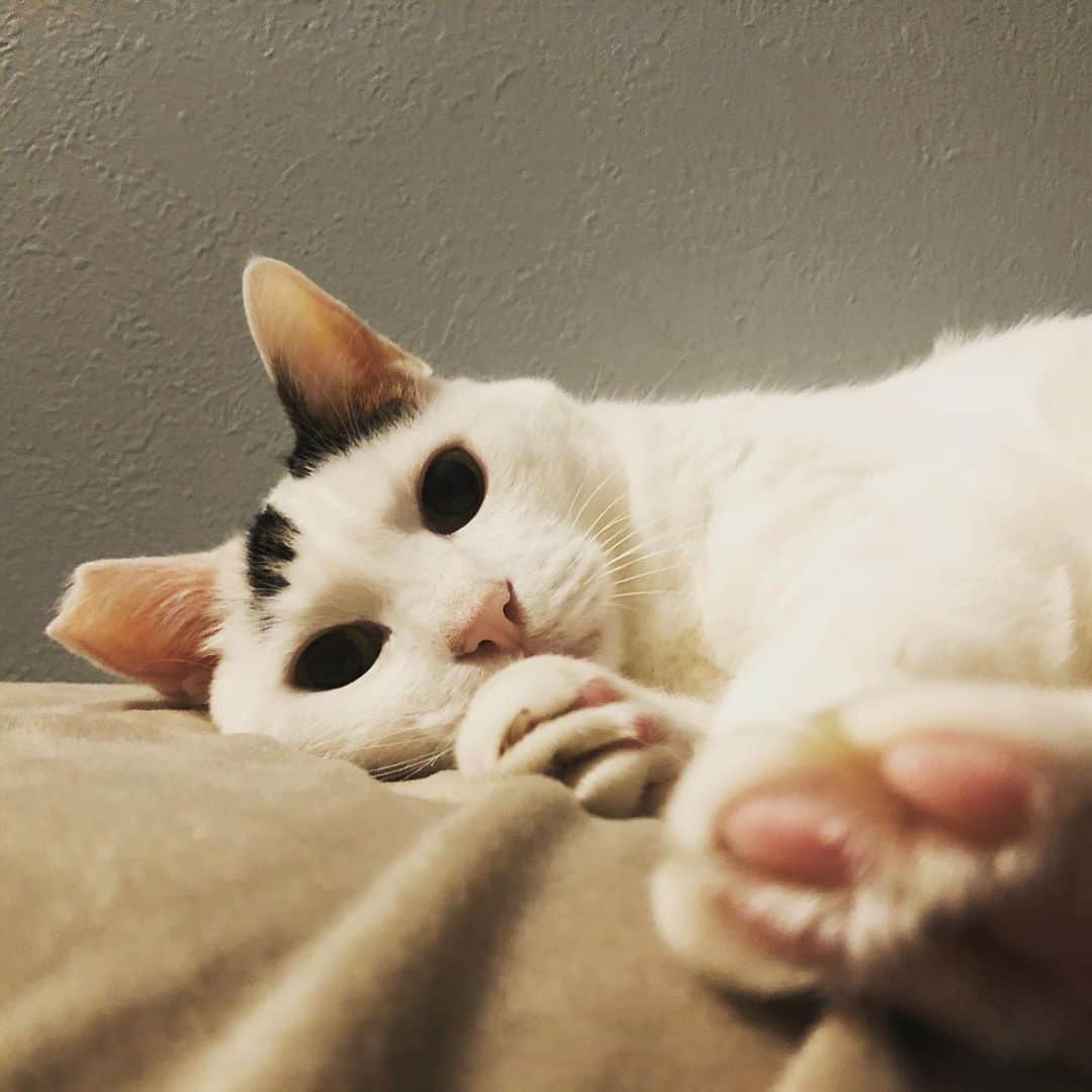 Siznaのインスタグラム：「#dura #cat #づら #猫 #sizna #雑種 #元地域猫 #ヅラ #ヅラ猫 #ヅラ猫部 #にゃんスタグラム #猫変態を増やそうの会 #おやづら」