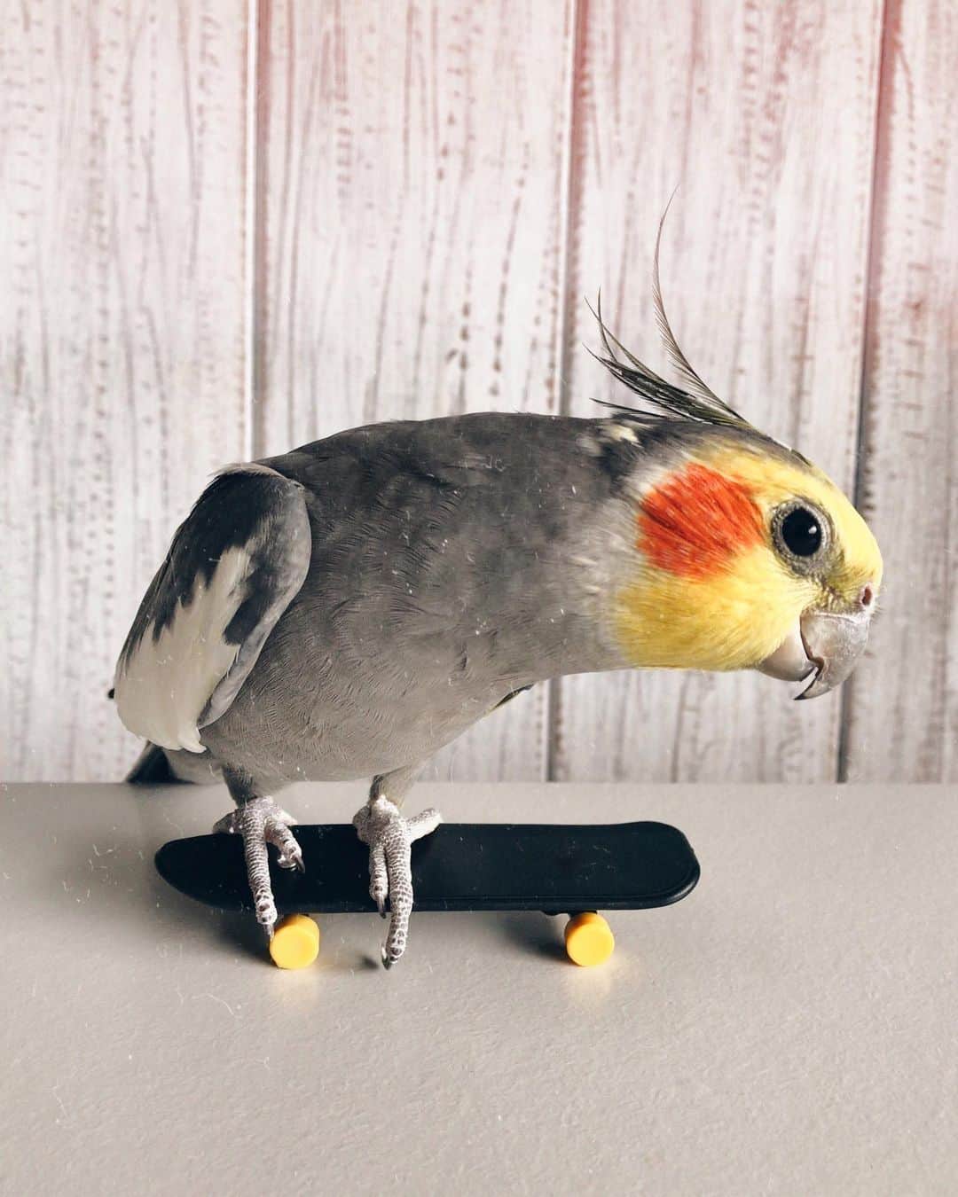 のインスタグラム：「What is your fav sport? 🛹💛」