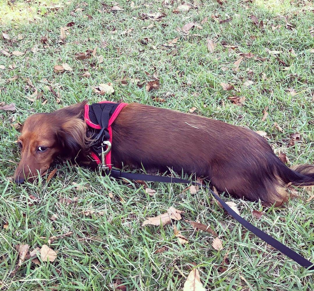 井出有治さんのインスタグラム写真 - (井出有治Instagram)「お散歩に行きたくて暴れてるから連れて行ったのに、公園に着いたらこの顔😭  #みにちゅあだっくすふんど  #dog」11月6日 20時43分 - yuji_ide_official