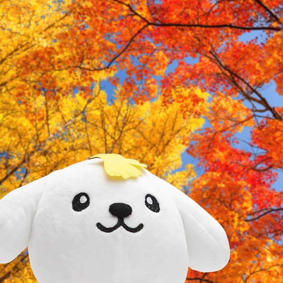 のインスタグラム：「ダス犬のおでこに紅葉がぴたっ！うーん、なんかいいことありそう～ #赤色に橙色に山吹色 #形も美しいモミジたち #これぞ日本の秋」