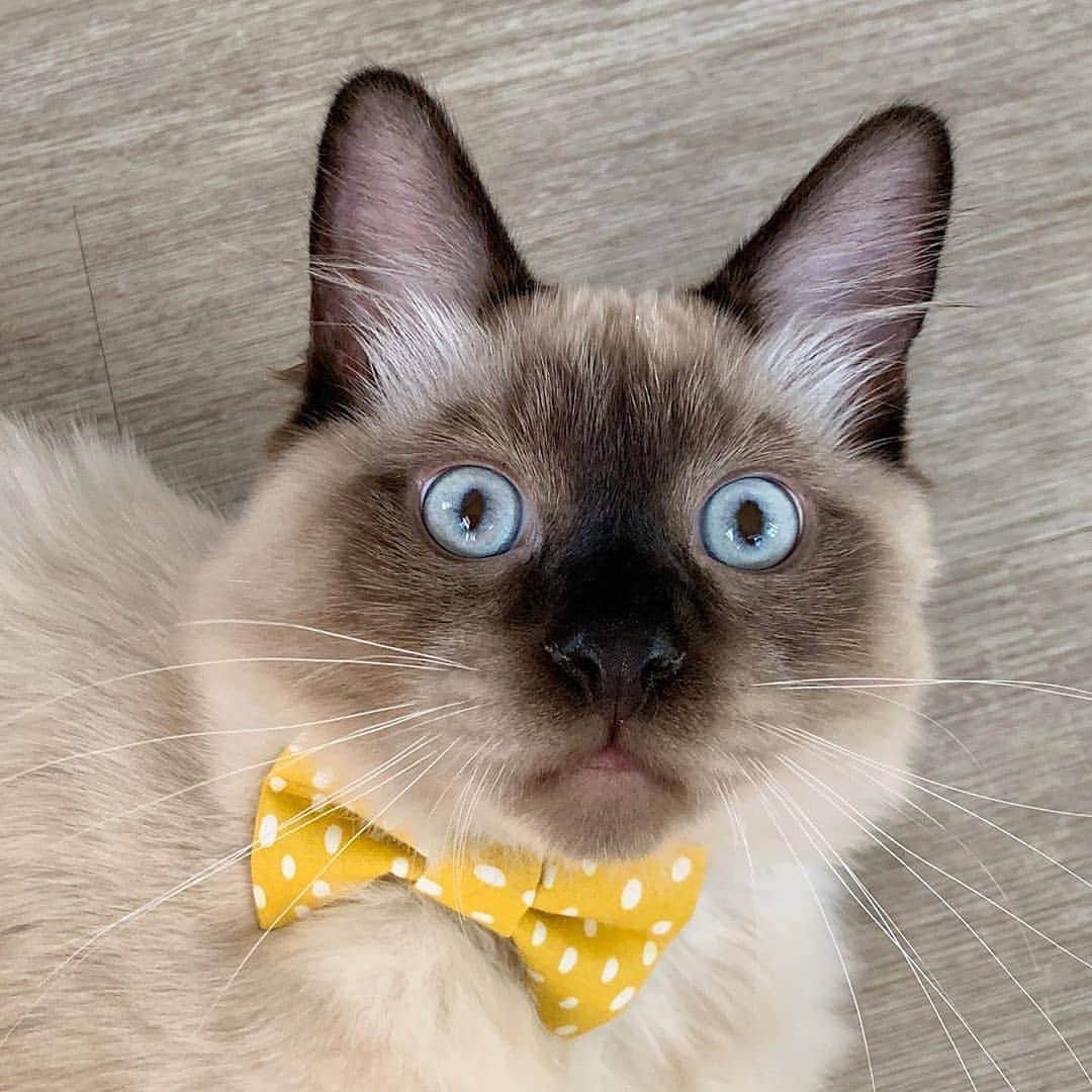 siamese_love_のインスタグラム：「from @handsomecatbros - 🧃🥪🍎🧁 if cats went to school, this would be my first day of second grade photo. not pictured: a dozen mechanical pencils and a tuna fish sandwich (cut diagonally) for lunch. 💋 - #cat #cats #catsagram #catstagram #instagood #kitten #kitty #kittens #pet #pets #animal #animals #petstagram #petsagram #photooftheday #catsofinstagram #ilovemycat #nature #catoftheday #lovecats #furry #sleeping #lovekittens #adorable #catlover #love#eyes」