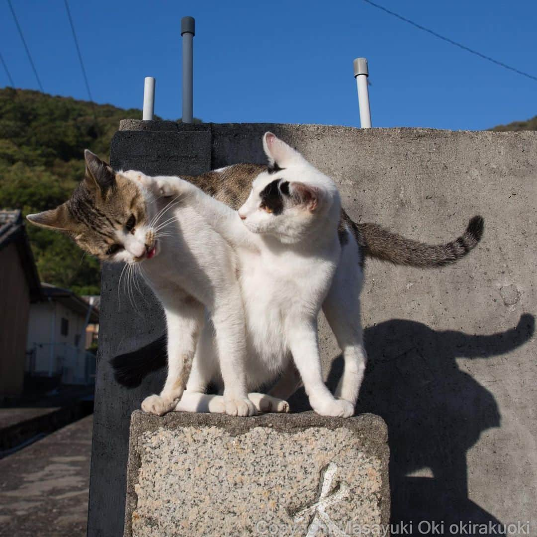 Masayukiさんのインスタグラム写真 - (MasayukiInstagram)「側に寄りすぎ。  #cat #ねこ」11月6日 21時52分 - okirakuoki