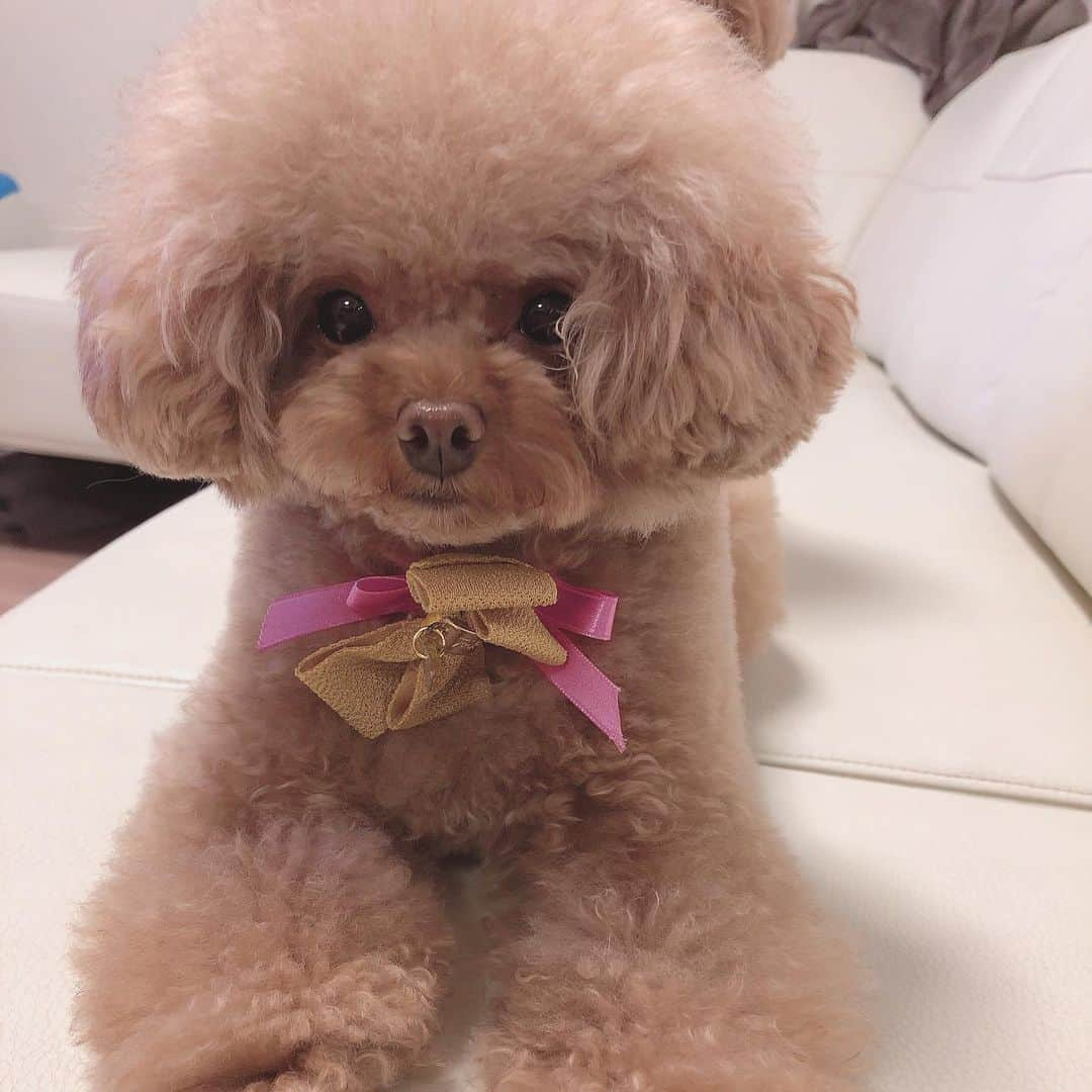 ももちゃん & まろんたんのインスタグラム：「まろんたんトリミング後はふわーんふわん🥰 ・ #dog #dogs #dogstagram #poodle #poodles #poodlelove #poodleclub #toypoodle #toypoodles #toypoodlelove #toypoodleclub #east_dog_japan #all_dog_japan #ig_poodle #poodlesofficial #ふわふわ #ふわもこ部 #トイプードル #トイプードル部 #トイプードル大好き #トイプードル多頭飼い #ティーカッププードル #わんこなしでは生きていけません会 #pecoいぬ部 #joker六本木ヒルズ店 #トリミング #ももちゃん #まろんたん #toypoodleofficial #犬のいる暮らし」