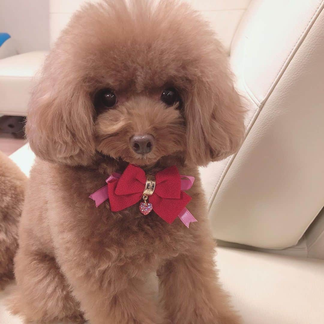 ももちゃん & まろんたんのインスタグラム：「ももちゃんも絶好調です💓 ・ #dog #dogs #dogstagram #poodle #poodles #poodlelove #poodleclub #toypoodle #toypoodles #toypoodlelove #toypoodleclub #east_dog_japan #all_dog_japan #ig_poodle #poodlesofficial #ふわふわ #ふわもこ部 #トイプードル #トイプードル部 #トイプードル大好き #トイプードル多頭飼い #ティーカッププードル #わんこなしでは生きていけません会 #pecoいぬ部 #joker六本木ヒルズ店 #トリミング #ももちゃん #まろんたん #toypoodleofficial #犬のいる暮らし」