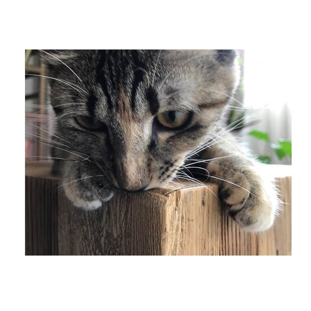 倉科カナさんのインスタグラム写真 - (倉科カナInstagram)「「俺の話は長い」 明日香さんのルームシューズ、、 かわいい。ほしい。 でも、これ、持って帰ったら、 セツ子にかじられるやつだ。 確実に歩く猫じゃらしとなるやつだ。。 #俺の話」11月6日 21時59分 - kanakurashina_official