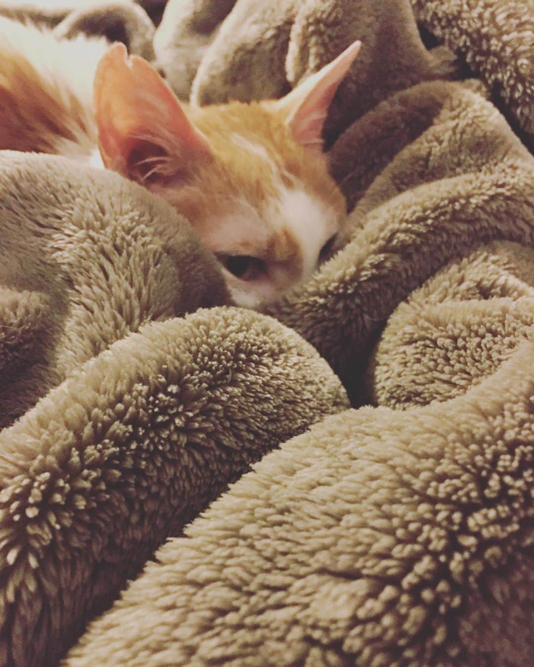 のインスタグラム：「デカ長としてホシを見張り続けて早3日…そろそろおなかが空いてきたわ。  アブったら、きのうアンパンと牛乳買いに行ったままどこで油売ってるのかしら。  あっ…ホシ（喪黒沢福蔵）‼️ しまった…かんづかれた⁈  こんなときアブがいれば…くっ。  To be continued  #猫沢組　#ピガ兄　#猫沢イオ #太陽に吠えろごっこ　#昭和生まれ限定シリーズ #アブデカは家に帰ってふつうに寝ていたのである」