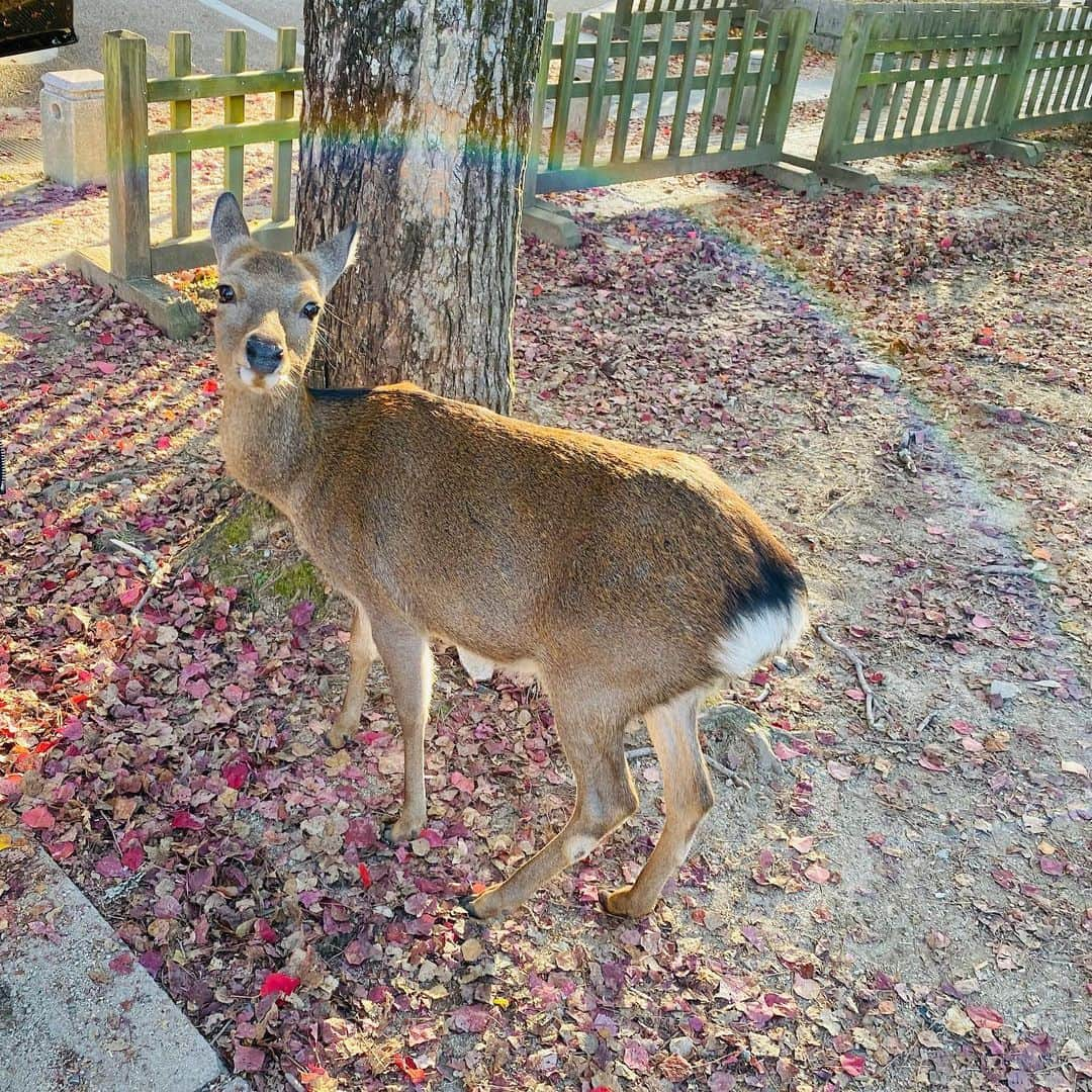 美岐さんのインスタグラム写真 - (美岐Instagram)「🦌🦌🦌」11月6日 22時43分 - m.meiqi7