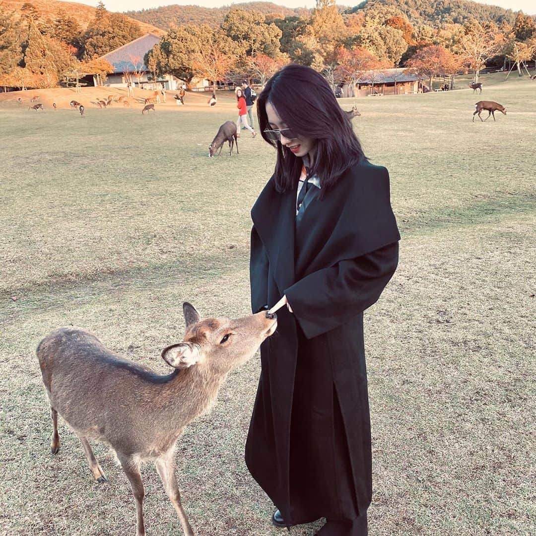 美岐のインスタグラム：「🦌🦌🦌」