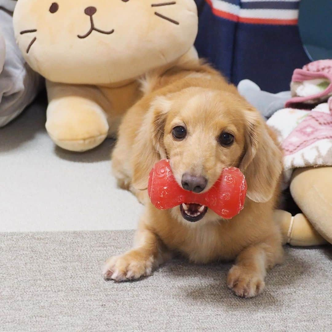 Sora Momoさんのインスタグラム写真 - (Sora MomoInstagram)「遊ぼうそら🐶🐾 ☺︎ 昨日の夕方お散歩から帰ってから急に元気が無くなって 遊ばずに寝てばかり 具合が悪くなったのかと心配してたけど ただの寝不足だったみたい😅 今日やたら寝てばかりいたと思ったら夕方お散歩から帰るなりいつものダッシュ💨💨 おもちゃ鳴らしまくって 遊ぼう‼︎だって まあ病気じゃなくてよかったけどね🤗 ☺︎ #みんながお休みだと#わくわくして眠れない#遊ぼう#どこいくの#私が仕事でいないと#落ち着かなくて#ぐっすり眠れない#みんな仕事で#私がお休みだと爆睡#爆睡して復活#心配させないでよね#意外にデリケート #ダックス#ミニチュアダックス #dachshund #miniaturedachshund」11月6日 23時18分 - teratera_sorapu_