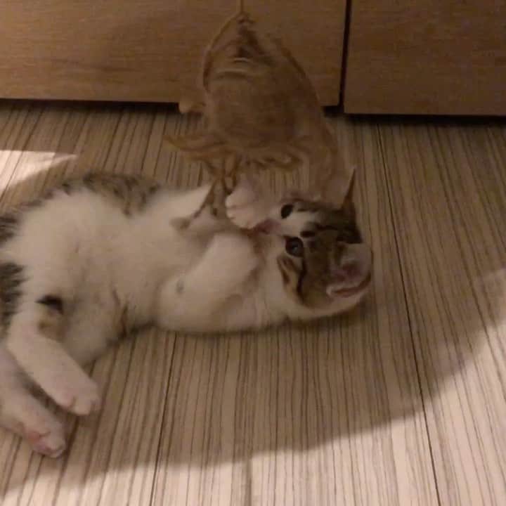 Ayata（あやたーん）のインスタグラム：「子猫を拝ませて頂きました🥰🥰🥰🥰🥰🥰🥰🥰」