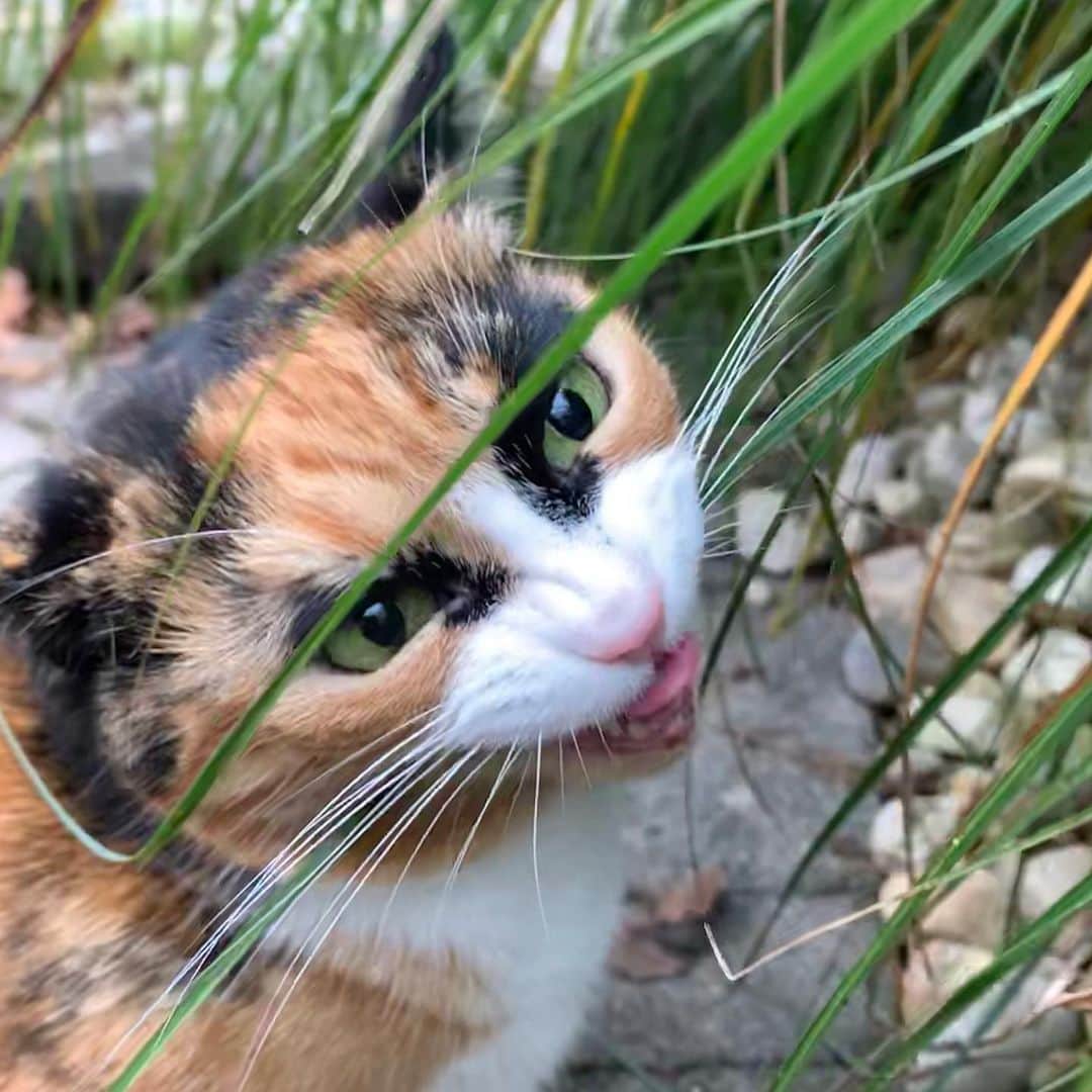のインスタグラム：「Need more greens😋🥬」