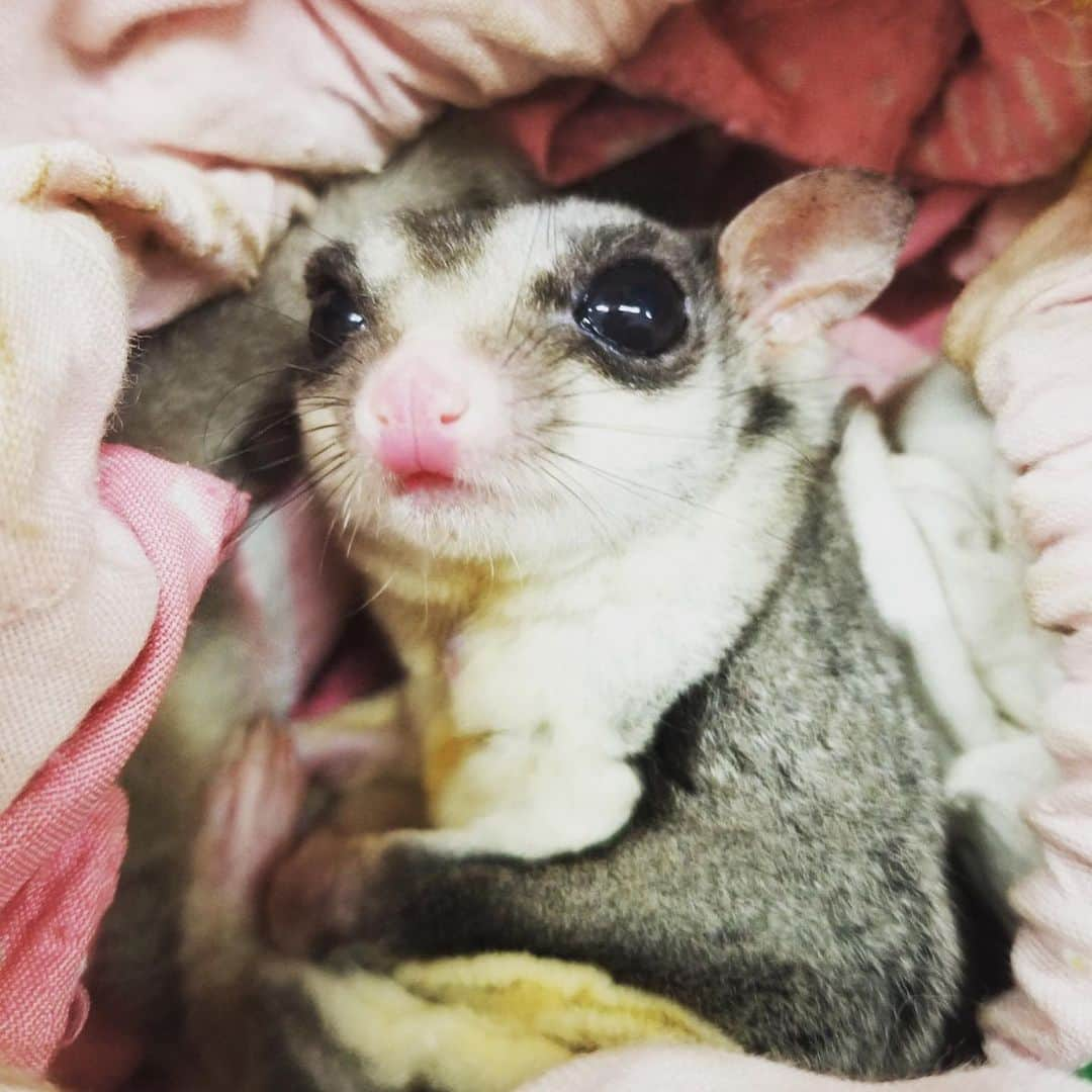 【公式】福岡ECO動物海洋専門学校のインスタグラム