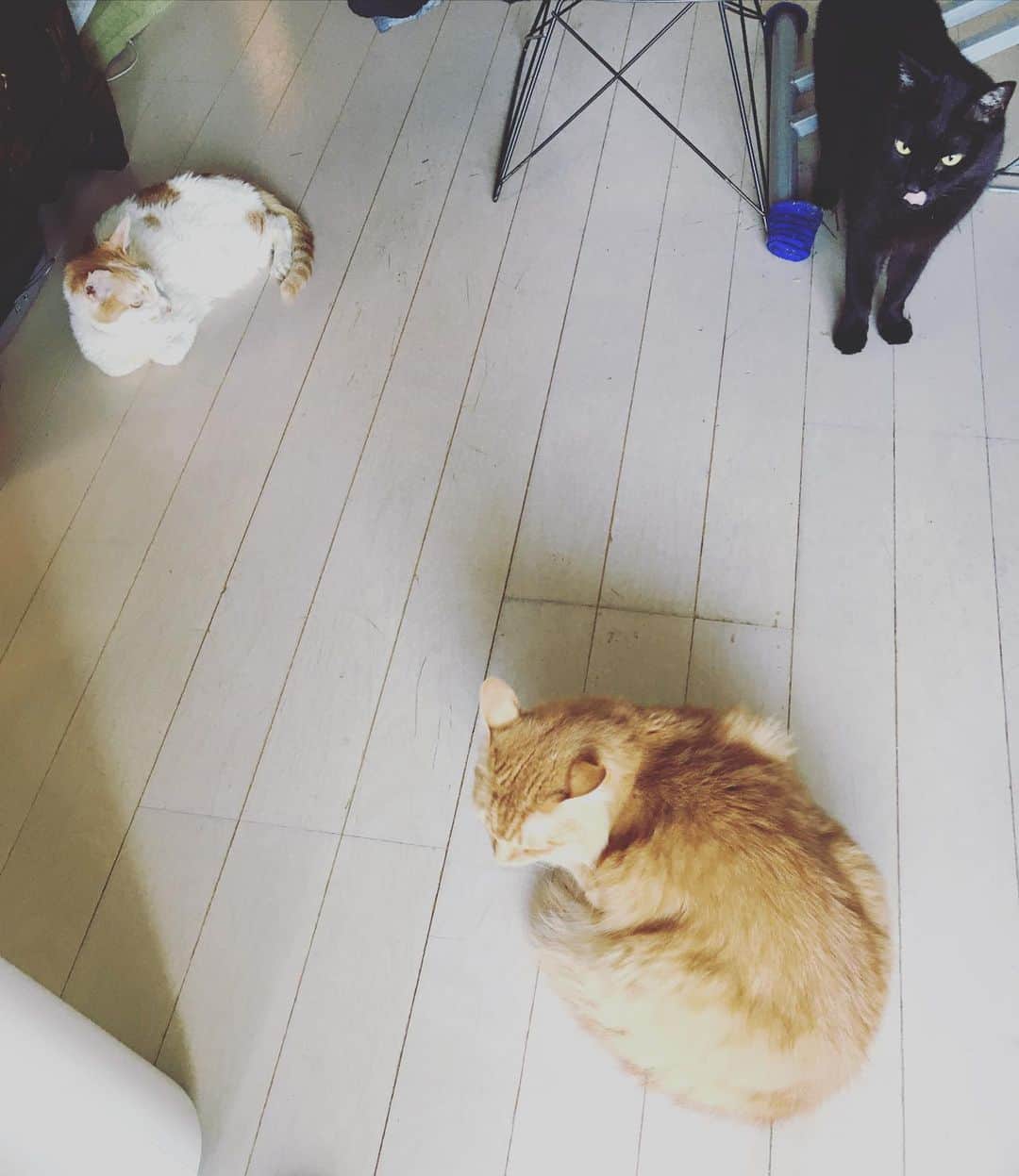 のインスタグラム：「朝晩、だいぶお寒うなりましたね。  今朝の猫沢組。イオちゃんが、ママへのラヴを静かに炸裂させた昨夜。ユピ坊の定位置 枕もとに鎮座後、顔をくっつけてふるるる喉を鳴らしながら眠ろうとしたら、さすがのユピ坊も『ダメ…そこはボクの場所。ママはイオちゃんだけのものじゃないもん』と涙目で爪を研いで抗議。それを見たイオが『アブちゃんごめんね…』と、私の左腕に移動してから、今度は私の右側の枕もとに移動して、ユピ坊もやっと落ち着いて眠り始めた。  エライね坊。怒っても、シャーもウーもパンチもせずに、ちゃんと訴えて。そのころピガ兄は、弟妹たちの小競り合いなど露ほども知らずに、この家のどこかでマイペースに眠っておりました。  ところで病院ステイから戻ったイオが、しばらく寝っぱなしになっていましたが、たっぷりの休息を経て、また違うステージへ入った感。面白いことに、イオの身体と心のコンディションは、私のバイオリズムとよく合っている。  お互い人生の最佳境期に出逢って、ともに苦難を乗り越えているからかな。  運命、という言葉を安易に使うのは好きじゃないけれど、やっぱりイオとの出逢いには特別なシンパシーを感じてしまう。  さてと。イオが元気になってきたのと同じく、私もそろそろ本格再始動だな。  #猫沢組　#猫沢家の猫兄弟　#猫沢イオ」