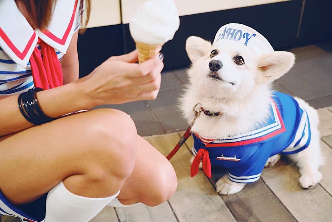 Winston the White Corgiのインスタグラム