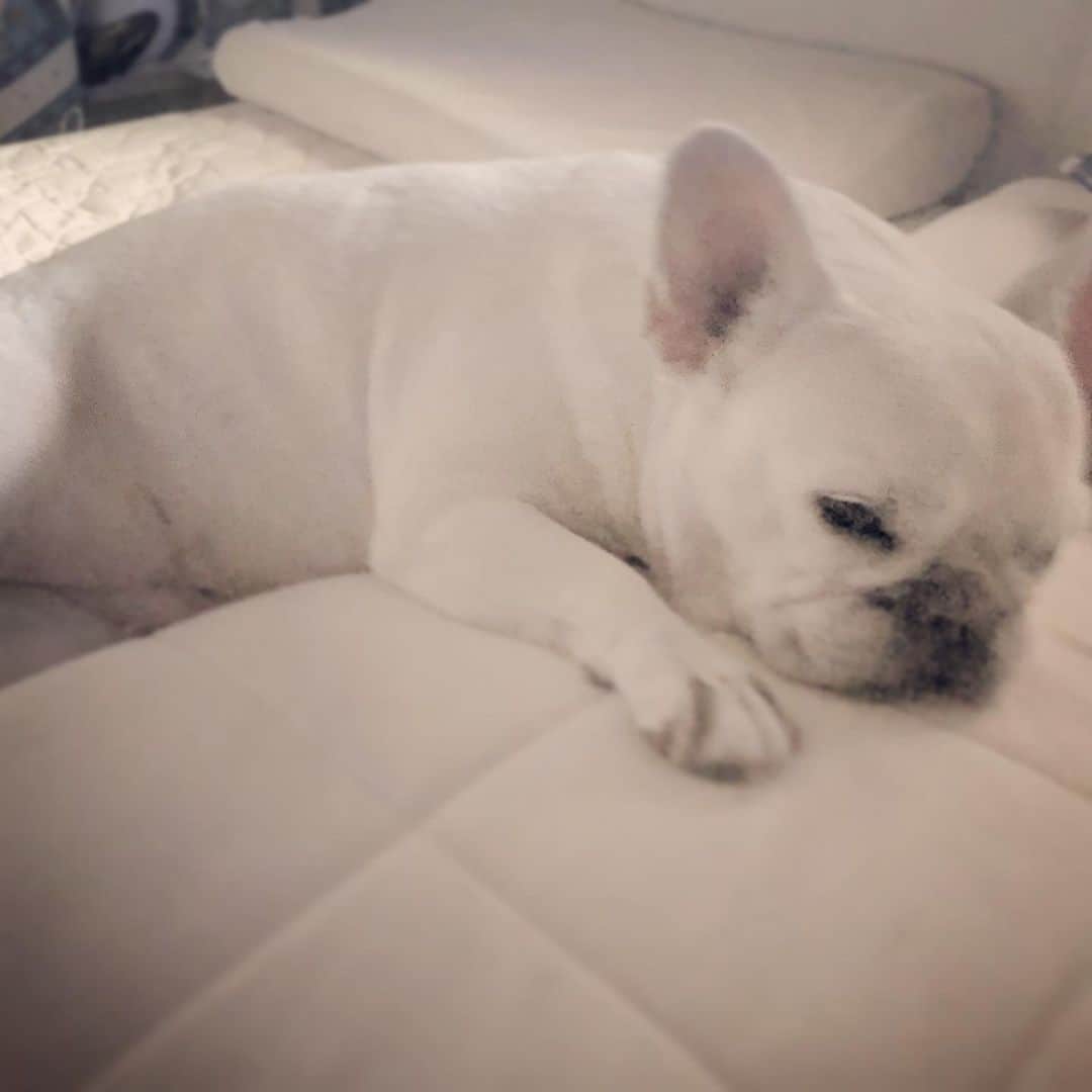 のインスタグラム：「#朝 #まどろみの中 #フレンチブルドッグ #ふれぶる #フレブル #おはよ #まだ眠い #クリーム #ぶうちゃん #カレンダー #もうすぐご案内します #恒例の #ぶうちゃんカレンダー #2020カレンダー」