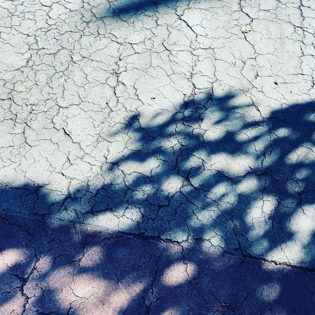 中野敬久さんのインスタグラム写真 - (中野敬久Instagram)「#light #and #shadow #dogrun #akane #pattern」11月7日 3時12分 - hirohisanakano