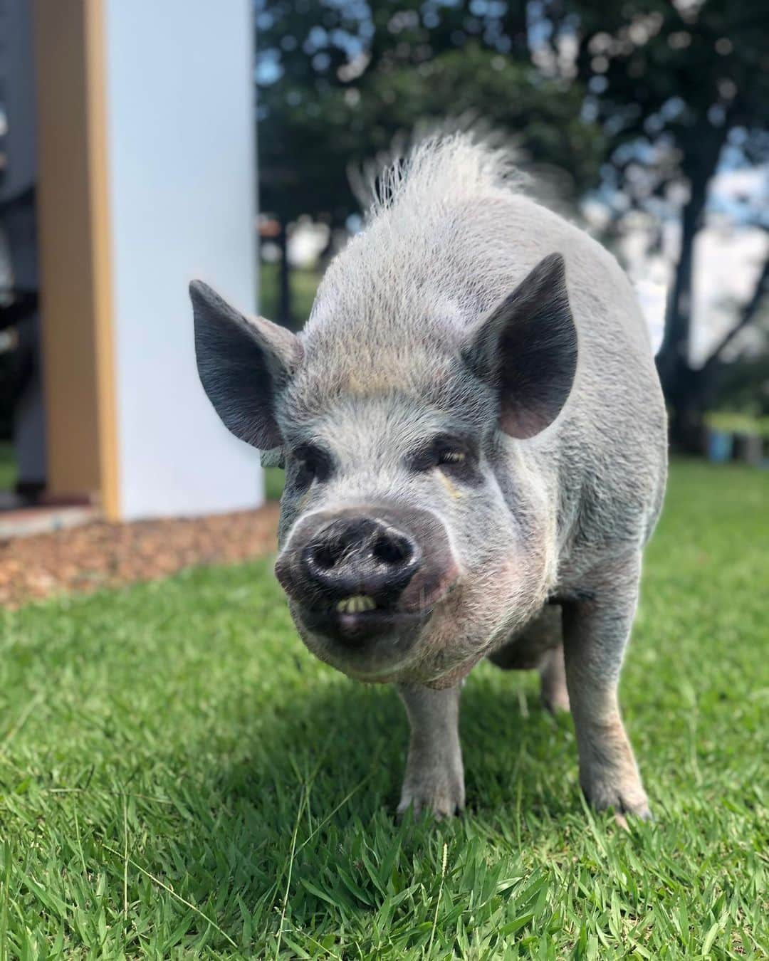 Jamonさんのインスタグラム写真 - (JamonInstagram)「Today I woke up felling beautiful and wanting to distribute kisses to everyone. Snout kisses for you all!  #jamonthepig #pet #pets #petsofinstagram #petstagram #pig #pigs #pigsofinstagram #pigstagram #petpig #friendsnotfood」11月7日 3時50分 - jamonthepig