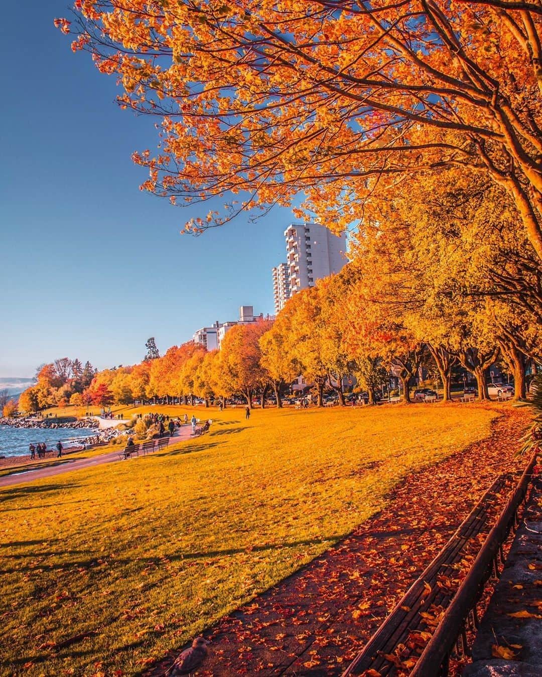 バンクーバー観光局- Tourism Vancouverさんのインスタグラム写真 - (バンクーバー観光局- Tourism VancouverInstagram)「美しいサンセットが見られることでも人気のイングリッシュベイ。ビルを背景に秋色に染まった木々と海辺を撮影すると、なんともバンクーバーらしい一枚になります。⁠ 📷 : @nick_vancity(Instagram)⁠ .⁠ .⁠ .⁠ #カナダ #バンクーバー #Vancouver #旅 #旅行 #女子旅 #旅好き #一人旅 #海外旅行 #トラベル #旅女子 #旅行好きな人と繋がりたい #旅好きな人と繋がりたい #旅行好き #旅行大好き #旅行行きたい #旅に出たい #海外 #旅の記録 #旅の思い出 #旅行記 #旅したくなるフォト #マイトリップ #マイトリ #retrip_global #風景 #世界一周 #ダレカニミセタイケシキ #紅葉 #イングリッシュベイ」11月7日 7時00分 - vancouvertabi