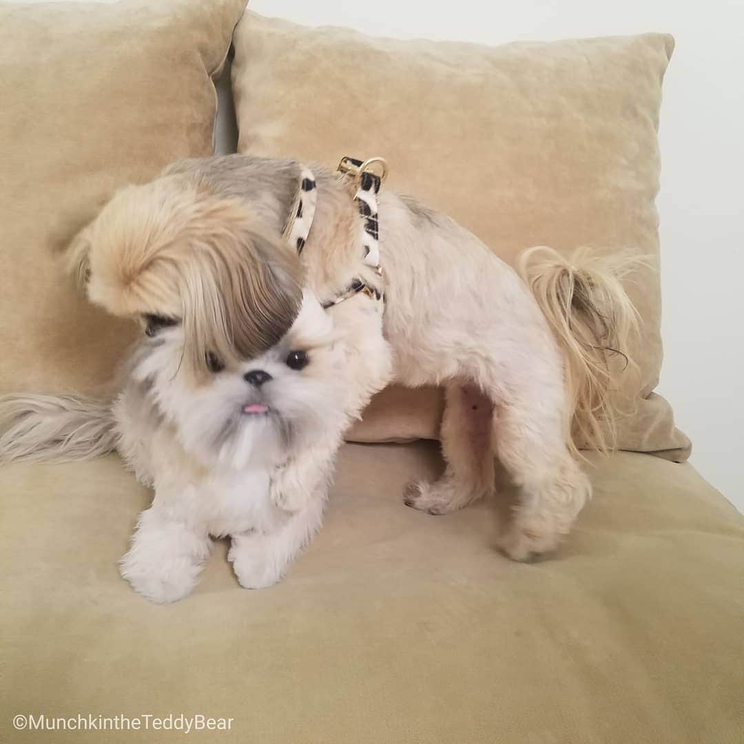 Original Teddy Bear Dogさんのインスタグラム写真 - (Original Teddy Bear DogInstagram)「Moms love it when you take a nice, sweet picture with your sibling ☺️🐶🐶 ➡️Til you turn and tackle her 😂」11月7日 8時47分 - munchkintheteddybear