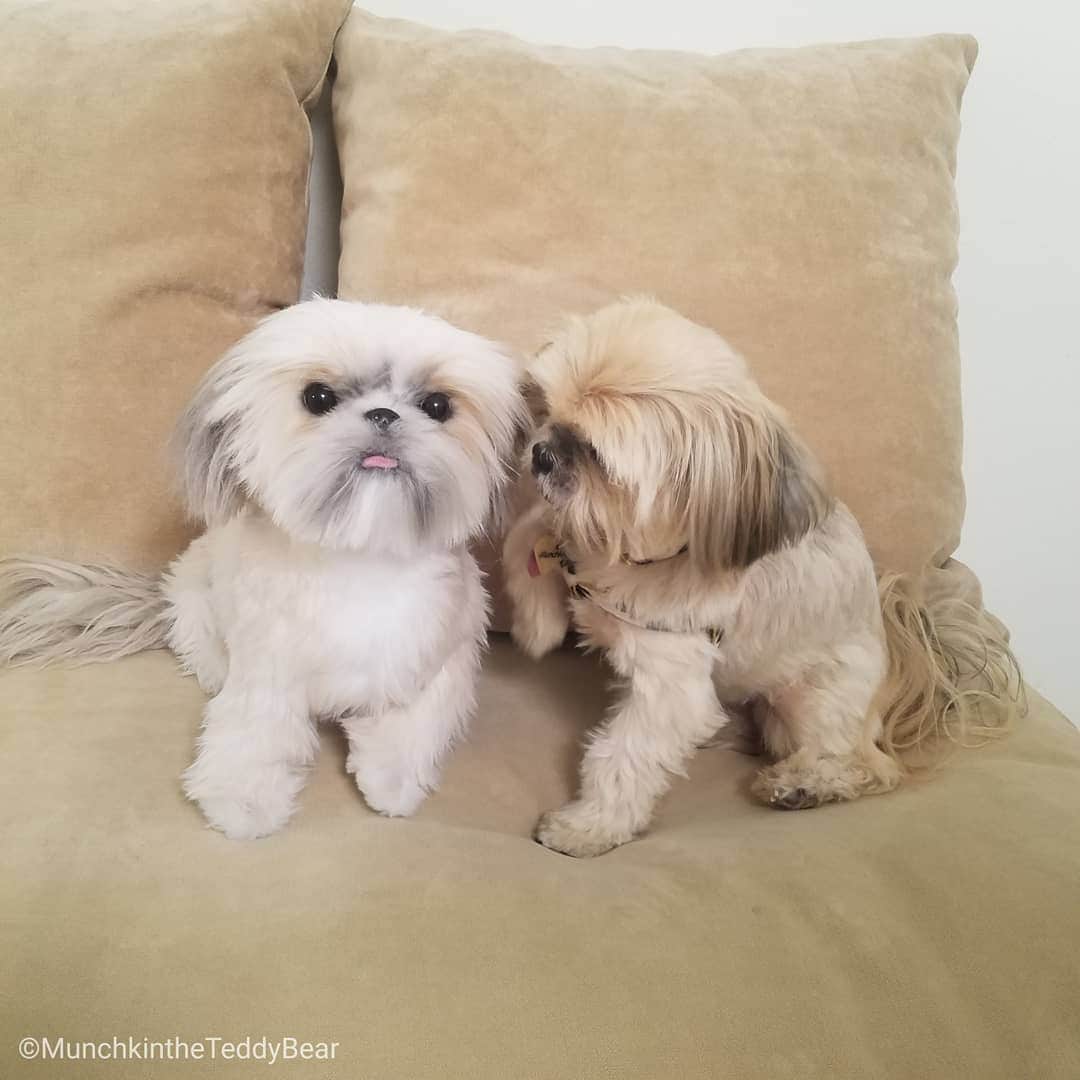 Original Teddy Bear Dogさんのインスタグラム写真 - (Original Teddy Bear DogInstagram)「Moms love it when you take a nice, sweet picture with your sibling ☺️🐶🐶 ➡️Til you turn and tackle her 😂」11月7日 8時47分 - munchkintheteddybear