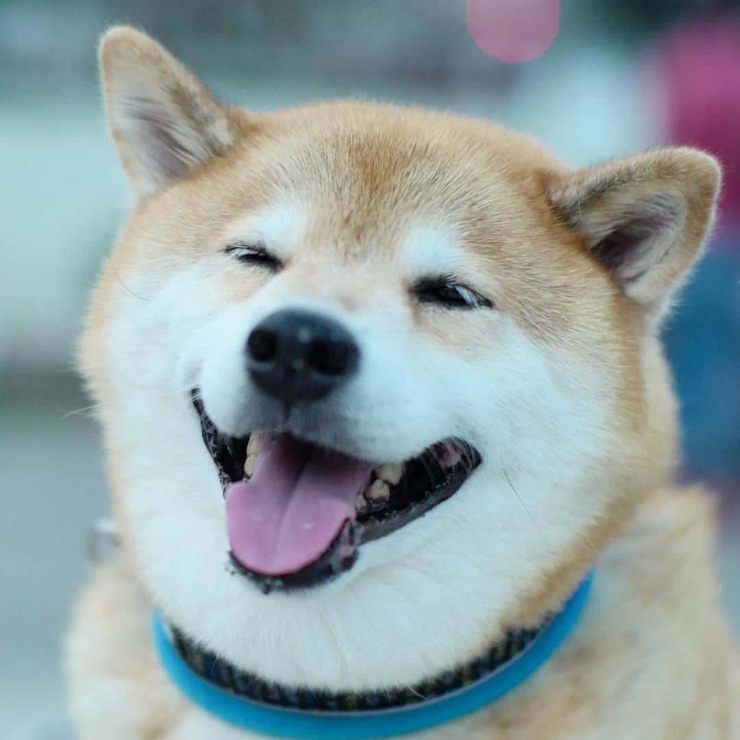 まる（まるたろう）さんのインスタグラム写真 - (まる（まるたろう）Instagram)「I always want to give you my smile.✨🐶😊✨毎度ど〜も〜🎉　今日も笑顔をお届けしまーす #お代はお鼻をポンポンで結構です #いい事あるから #やってみそ #笑う犬」11月7日 9時22分 - marutaro