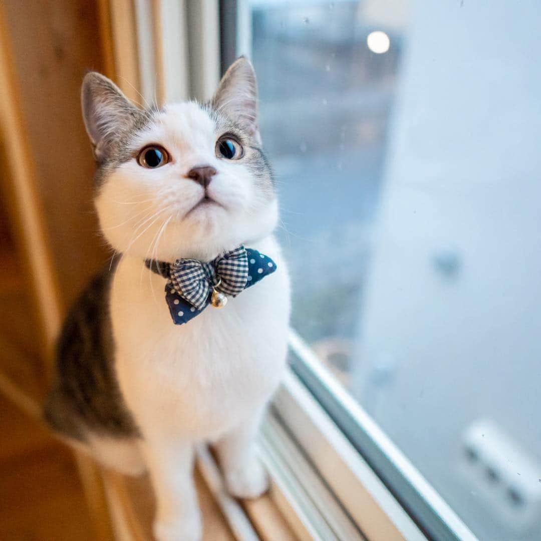 マアルのインスタグラム：「むぎさん #🐱 #北海道 #旭川市 #ペットホテル #スコティッシュフォールド」