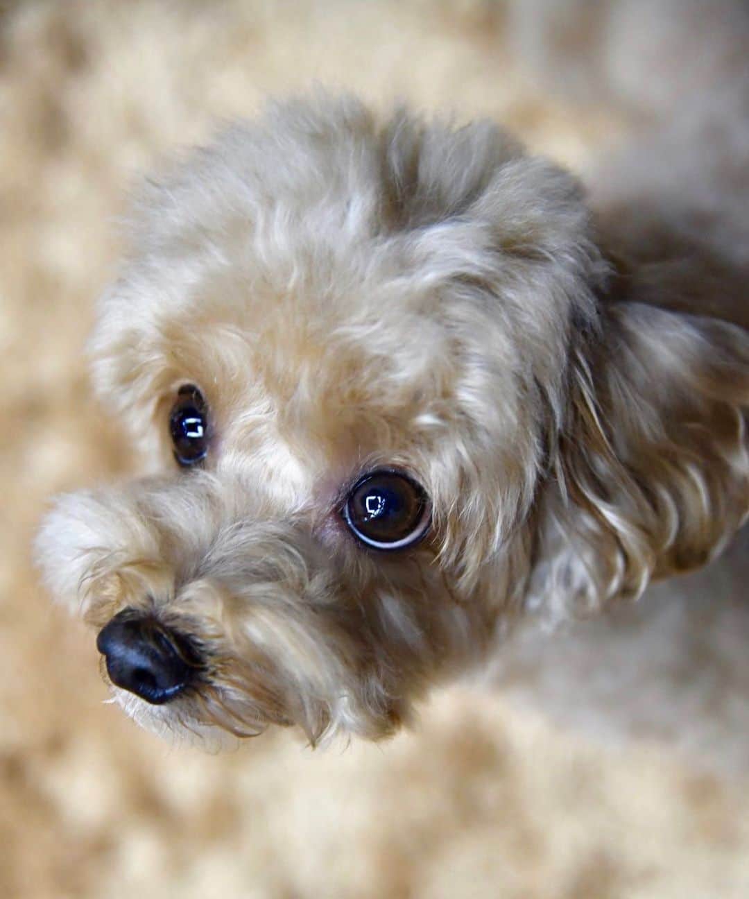 Truffle??松露?トリュフのインスタグラム