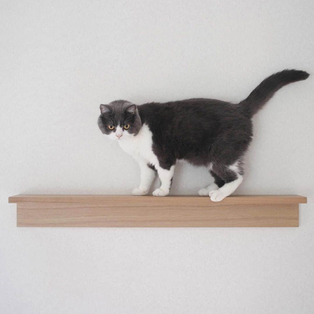 guremikeのインスタグラム：「#cat #cats #neko #cute #lovely #kawaii #natural #simple #catlife #catlovers #catoftheday #catsofinstagram #photooftheday #catstagram #猫 #猫のいる暮らし #ねこ #ねこすたぐらむ」