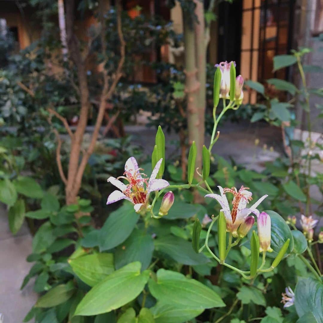 一保堂茶舗さんのインスタグラム写真 - (一保堂茶舗Instagram)「In our spot garden, toad lilies are still blooming.  #ippodotea #ippodo #kyoto #toadlily #一保堂茶舗 #ホトトギス」11月7日 12時02分 - ippodotea