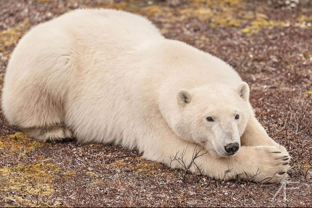 Polar Bearsのインスタグラム：「It’s Wednesday. We’re halfway through the week! Also halfway through #PolarBearWeek Photo by @andrewforephoto」