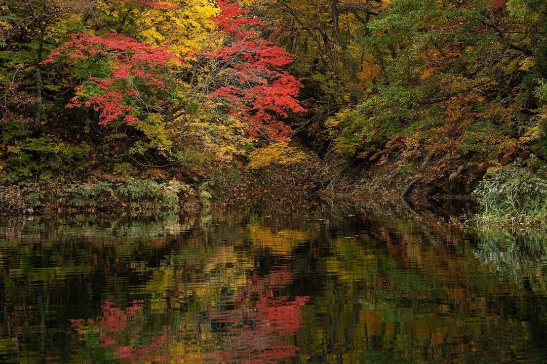 山人さんのインスタグラム写真 - (山人Instagram)「紅葉ハイライト① 色鮮やかな写し絵。 息を飲むような紅葉をお届けします。  #東北 #岩手県 #西和賀町 #湯川温泉 #山人 #yamado #ホテル #ホテルマン #山人スタッフが行く #a7ⅲ #プラン用素材 #地元の良さ #付加価値 #全室かけ流し温泉付き #ここにしかない魅力 #四季 #季節 #自然 #スタッフsh撮影 #秋 #autumn #紅葉 #錦秋湖 #錦秋湖本気出す #湯田ダム #真錦秋湖 #写し絵 #リフレクション #シリーズ紅葉 #第一弾」11月7日 12時10分 - yamado.official