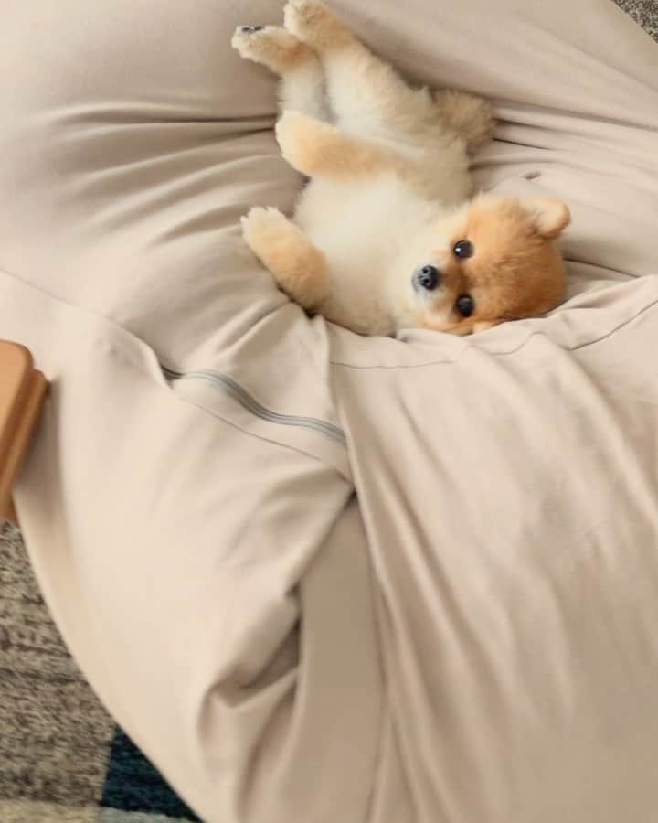 RIO POMEのインスタグラム：「昼間っからダメにされとります🐶  からの〜  寝落ち💤  おやすみなさい😴  #ポメラニアン #pomeranian  #犬 #dog #dogstagram#doglover #愛犬 #わんこ #ポメラニアン大好き #ポメラニアンが世界一可愛い #pom #ぽめらにあん #ポメ#pomeraniansofinstagram  #pomeranianlove #ふわもこ部 #いぬバカ部 #癒しわんこ#instapic#pomstagram #puppy #dogsofinstagram #cute#cutedog」