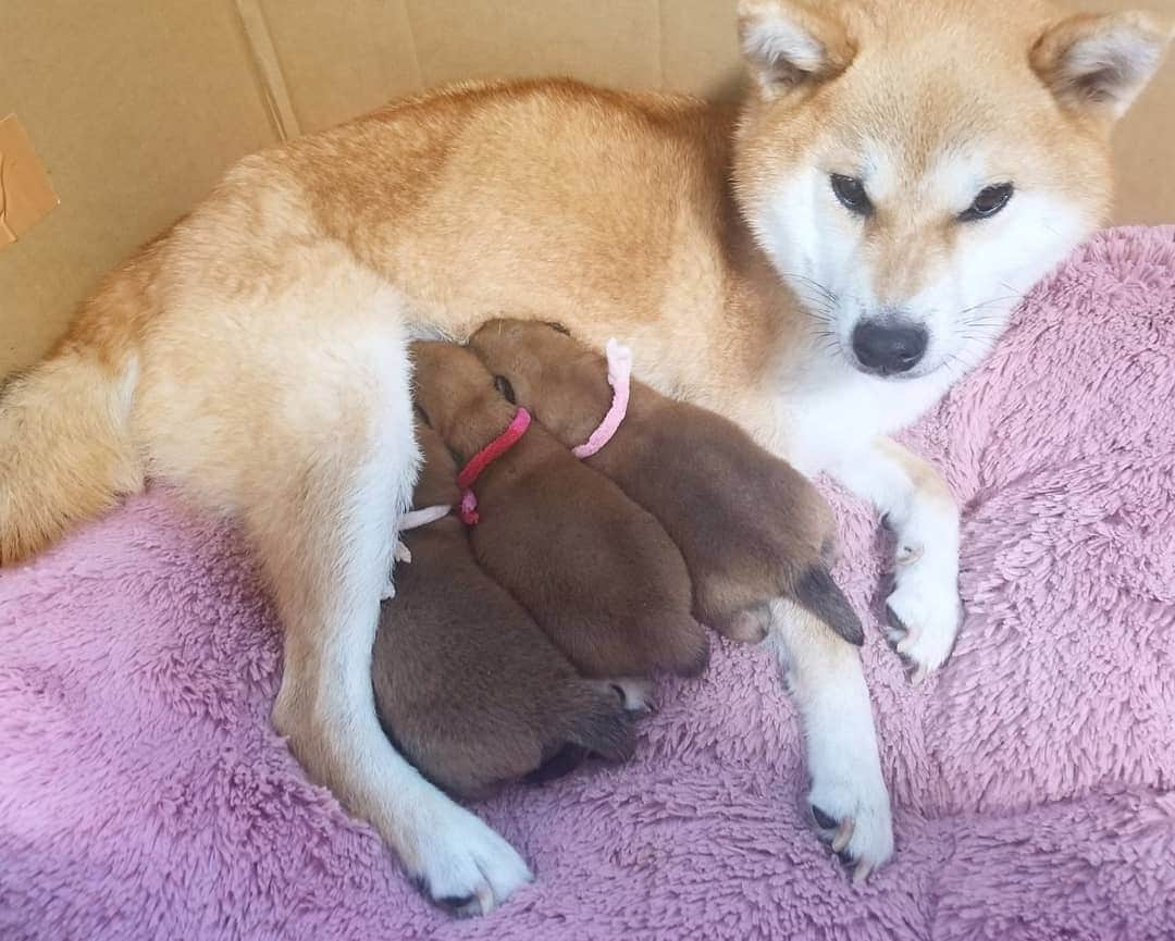 柴犬たま Shibainu Tamaのインスタグラム