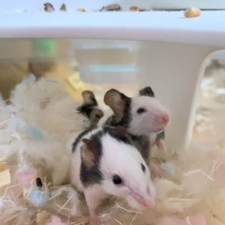 hamster_mocoのインスタグラム