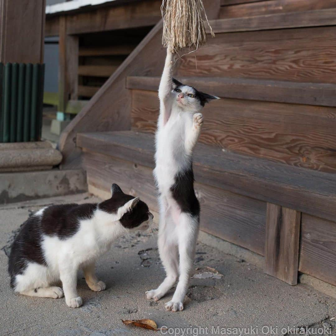 Masayukiさんのインスタグラム写真 - (MasayukiInstagram)「少しこまる。  #cat #ねこ」11月7日 12時57分 - okirakuoki