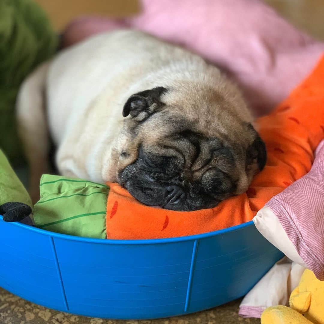 gontaさんのインスタグラム写真 - (gontaInstagram)「Nap time😊#keelyafternoontea #Gonta2#speakpug #smilingpugs #pugjapan #pug #love #pugsofinstagram #zerozeropug #pugshit #worldofpug」11月7日 13時52分 - gehhah