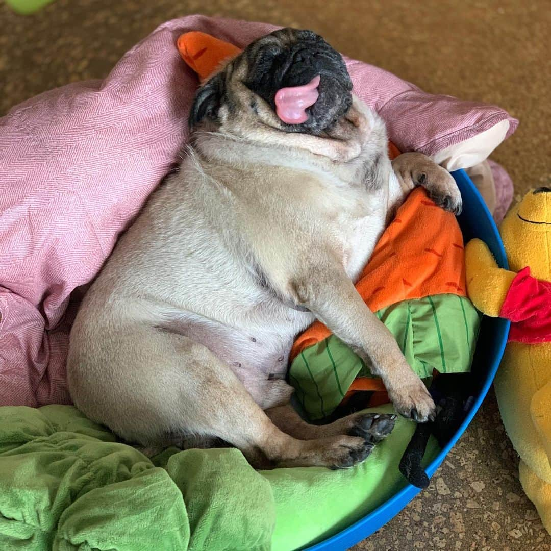 gontaさんのインスタグラム写真 - (gontaInstagram)「Nap time😊#keelyafternoontea #Gonta2#speakpug #smilingpugs #pugjapan #pug #love #pugsofinstagram #zerozeropug #pugshit #worldofpug」11月7日 13時52分 - gehhah