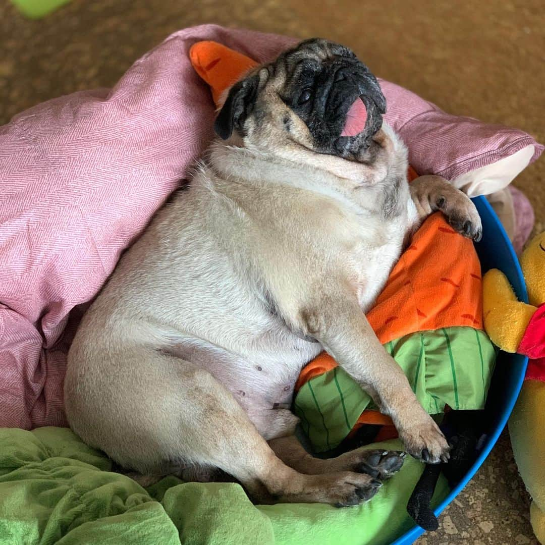 gontaさんのインスタグラム写真 - (gontaInstagram)「Nap time😊#keelyafternoontea #Gonta2#speakpug #smilingpugs #pugjapan #pug #love #pugsofinstagram #zerozeropug #pugshit #worldofpug」11月7日 13時52分 - gehhah