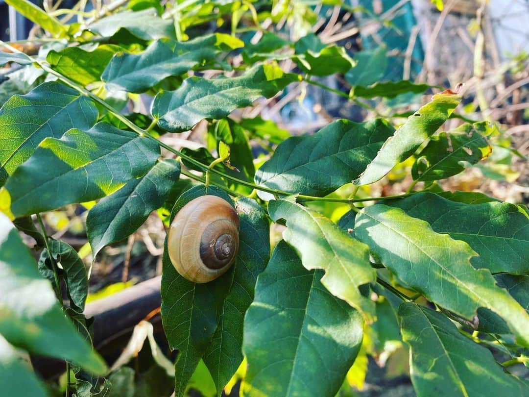 LANCEさんのインスタグラム写真 - (LANCEInstagram)「. 🐌でんでん虫おった。 ゆっくりやれっつーことか？ なんか肩の力抜けるわ笑笑」11月7日 14時47分 - onedraft.lancetagram