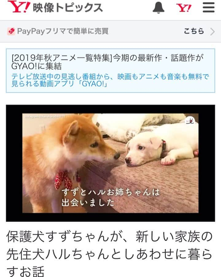 柴犬ハル&保護犬すずのインスタグラム