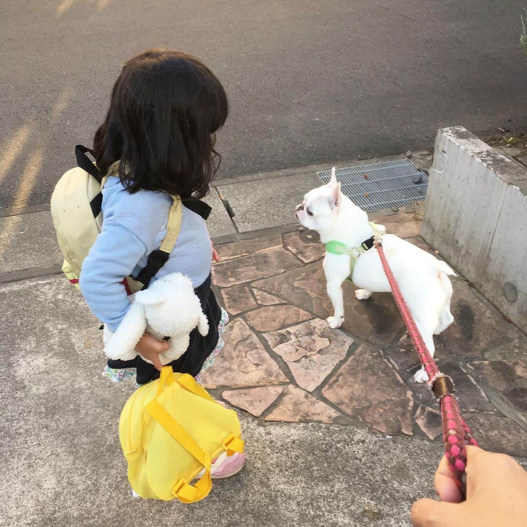 ちえぶぅたさんのインスタグラム写真 - (ちえぶぅたInstagram)「散歩行くだけなのに荷物多すぎ。 #フレンチブルドッグ#フレンチブルドッグクリーム#フレブル#鼻ぺちゃ#子供と犬#3歳#frenchbulldog#dogstagram」11月7日 15時29分 - chiebuuta