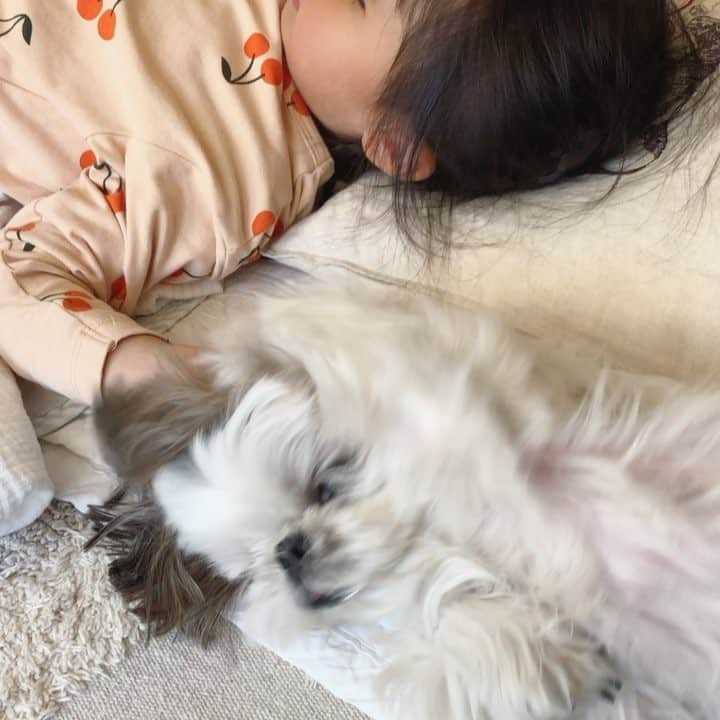 いりこのインスタグラム：「いつかの昼下がり👧🏻🐶 いりこのふわふわを撫でながらテレビ見るの最高よね。」
