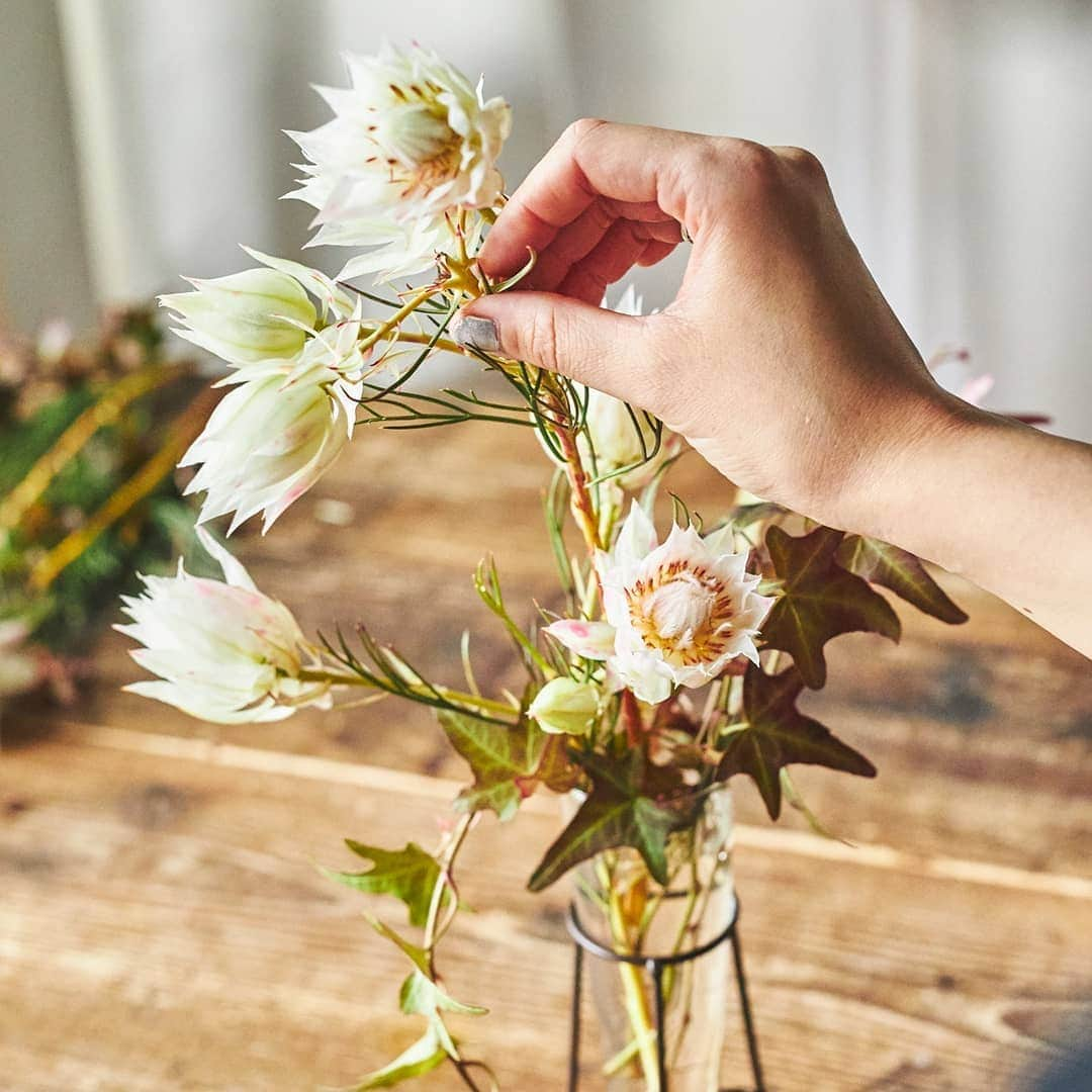 青山フラワーマーケットさんのインスタグラム写真 - (青山フラワーマーケットInstagram)「ONE FLOWER ONE GREEN セルリア×アイビー ▷▷ . ショップスタッフによる、旬の花1 種類、グリーン１種類のシンプルな花いけをご紹介するONE FLOWER ONE GREEN。今回は、セルリアとアイビーの花あわせをご紹介。 . . 南アフリカが原産地で、白く透け感のある花と小ぶりなサイズ感がかわいいネイティブフラワーのセルリアをフラワーベースにいれたら、インテリアにもよく使われるつる性の観葉植物アイビーをあしらいます。 . アイビーは、いける前にしなやかさと丸みを出すために手でゆっくりと矯めるのがポイント。垂らした部分は花瓶のワイヤーにひっかけて固定します。 . セルリアにほのかに差す赤色と染めのアイビーの葉色が秋らしい季節感を醸成していますよね。ぜひ花あわせの参考にしてみてくださいね！ . . #花あわせ#ネイティブフラワー#セルリア#アイビー#花のある暮らし#青山フラワーマーケット#aoyamaflowermarket#nativeflower#flowerstagram」11月7日 17時04分 - aoyamaflowermarket