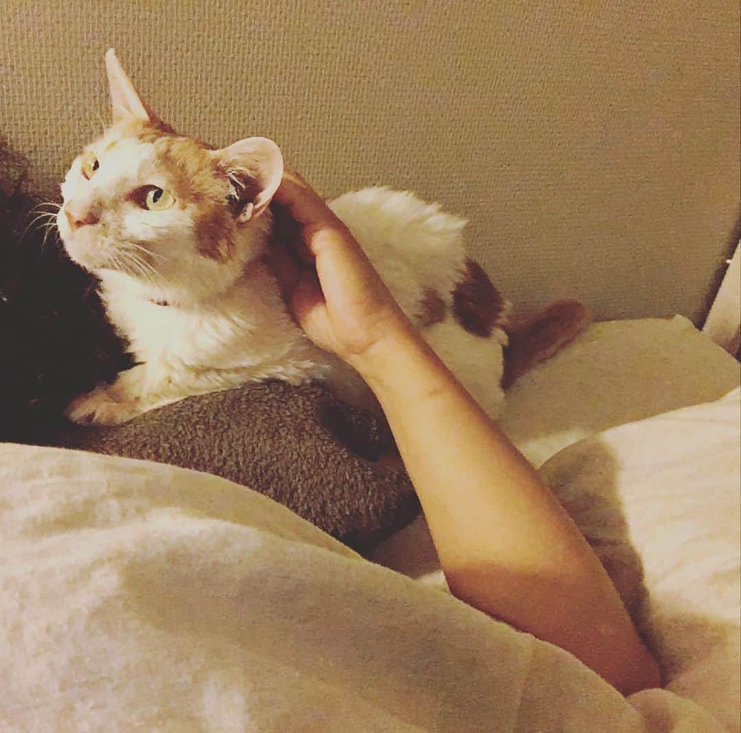 のインスタグラム：「イオちゃんがね、私の顔にちゅーしながら寝てくれるんですよね。  なかったかもしれない命が輝いてるだけで幸せなんだけど。さらにこんな幸せ、この世にあったのか。  #猫沢イオ」