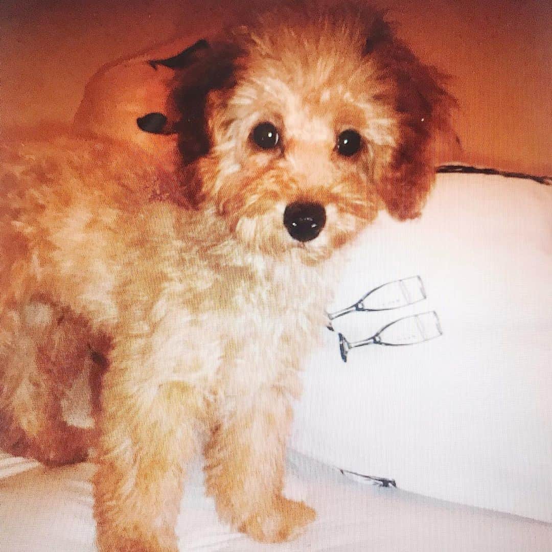 長谷川唯のインスタグラム：「・ ・ 私の待ち受け❤︎生後3ヶ月のショコラくん❤︎一緒にいるつれ愛おしさが増す❤︎ ・ ・ #トイプードル #トイプードル男の子 #大好きすぎて #愛おしい我が子 #love」
