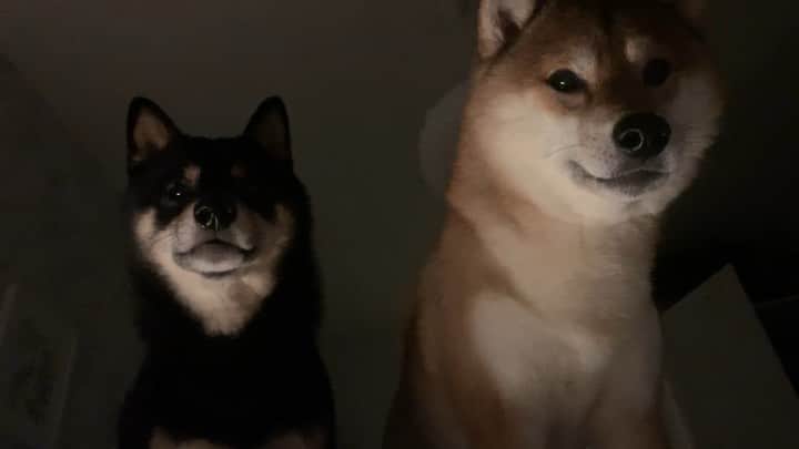 ?Fricko the Shiba Inu?のインスタグラム：「What are you doing here hooman?🤨🤨 🐾 🐾 🐾 #FrickoandKeaton #🐶 #☀️ #shiba #shibainu #dog #柴犬 #赤柴 #黒柴  #adorable #shibalovers #shibaholics  #dogoftheday  #weeklyfluff #aww #dogstagram  #dogscorner #puppiesofinstagram #shibapuppy」