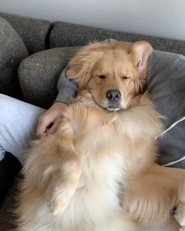 DogsOf Instagramのインスタグラム：「“Got a major case of da golden grunts this morning 🐽” writes @napathegolden  #dogsofinstagram」