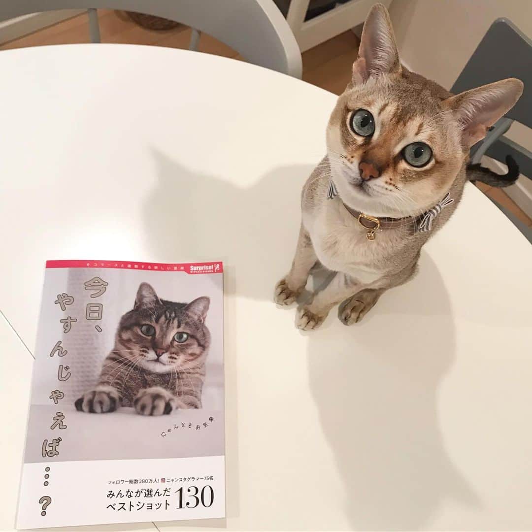モルト♡Malt(Singapuracat)のインスタグラム：「『今日、やすんじゃえば？』📚 Instagramでいつも見ている猫ちゃんたちがたっくさん載っててめっちゃ可愛いよ〜😽癒されすぎた…休んじゃおうかな？笑 モルトもちょこっとだけ載ってます🙊 * * ファミマ、Amazon、楽天で11月5日より発売中★ * #今日やすんじゃえば #猫本」