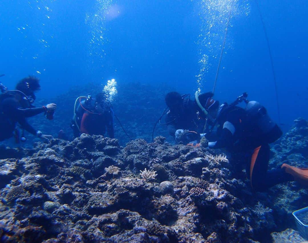 道端カレンさんのインスタグラム写真 - (道端カレンInstagram)「Softbank 恩納村 未来とサンゴプロジェクト🐠  少し前になりますが、未来とサンゴプロジェクトのアンバサダーに就任し、沖縄県恩納村にて、サンゴの植え付けに参加してきました。 サンゴ礁は、海の色を美しく鮮やかに見せてくれるだけではなく、そこに住む生き物や海藻など海の栄養源でもあるそうです。 しかし今、海水温の上昇などの環境問題から、サンゴが年々死滅し続け、サンゴ礁が世界の海全体に占める割合は0.1%まで減っているそうです。 #美しい海を未来に残したい #未来とサンゴプロジェクト #サンゴ礁　#珊瑚　#恩納村」11月7日 20時52分 - karenmichibata